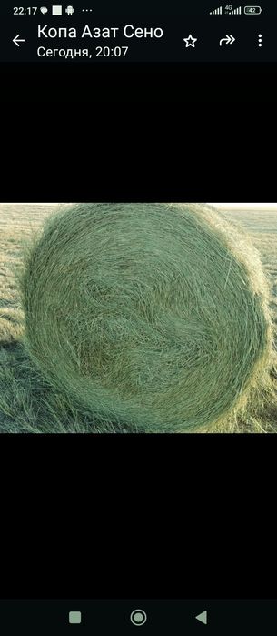 Сено житняк летний пакос