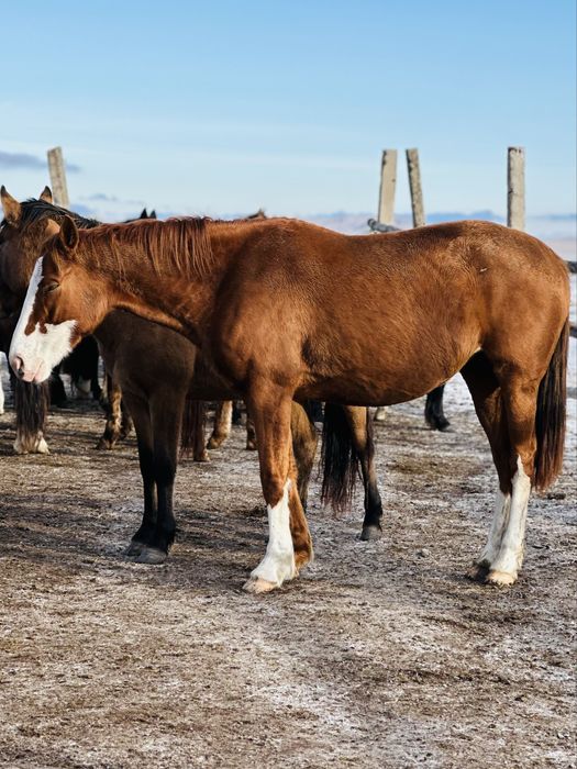 Таза қан байтал сатылады