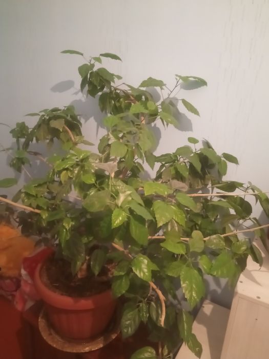 Цветы  на продажу, разные