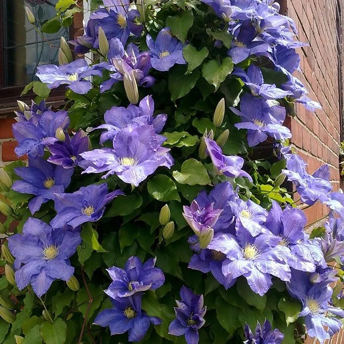 Клематис Руж кардинал и Лазурштерн