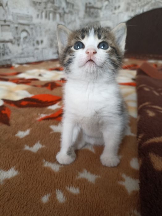 Продам котят 2000