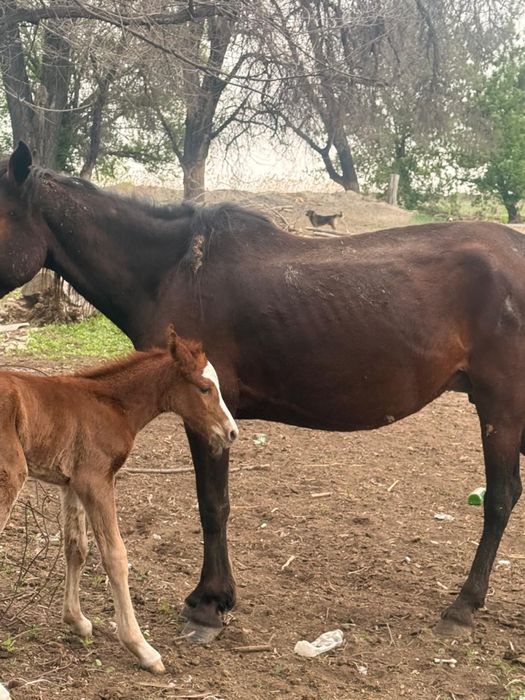 Құлынды бие жас 3 туған