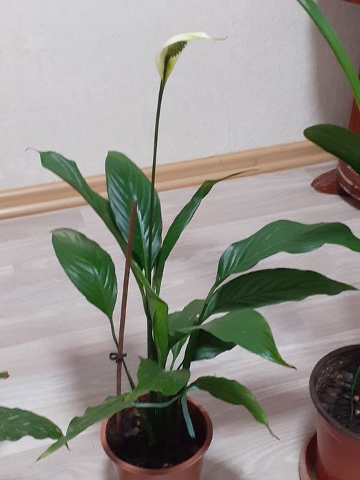 Продам срочно от 1000