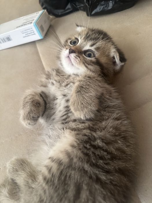 Скотч фолд шотланский