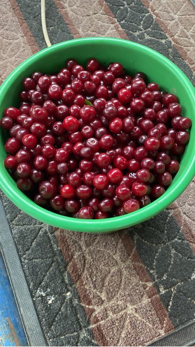 Продается вишня длмашняя