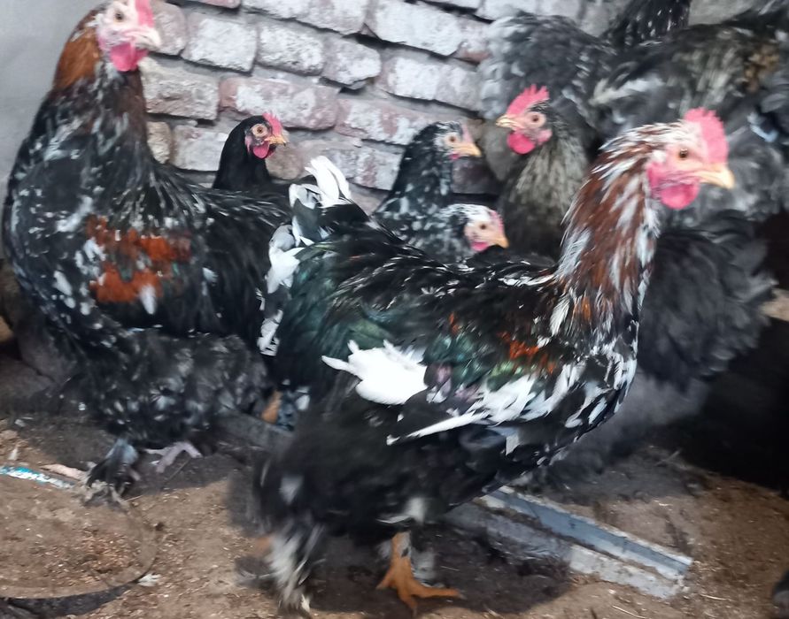 Продавам Млади Петли