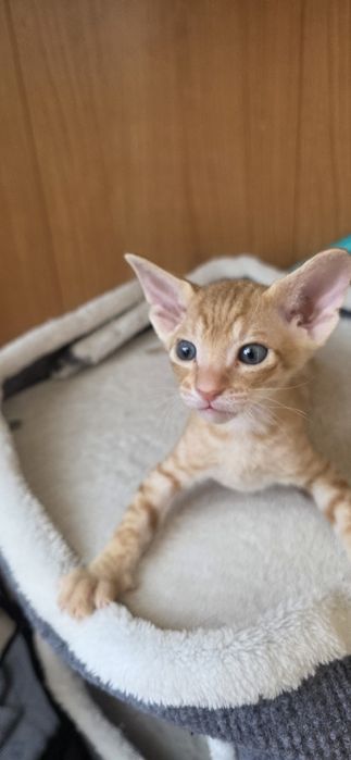 Продам котят,мешаные