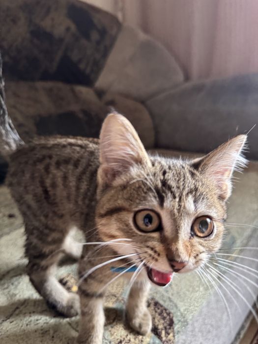 отдам котенка в хорошые руки