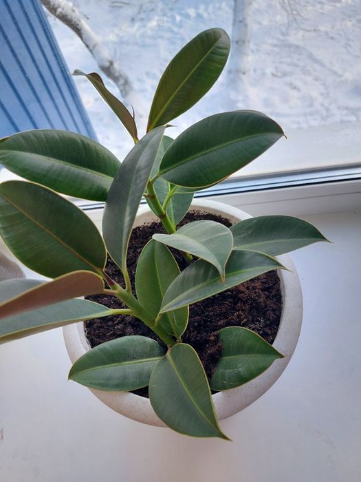 2 отростка фикуса