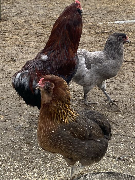 Vând pui de o zi rasa Araucana.