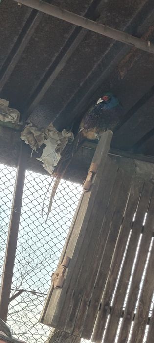 Doua perechi de fazani