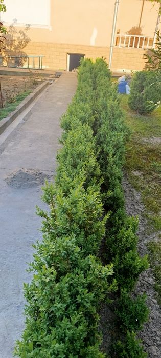 Шамшодла 3 6 йиллик кучатлар бор
