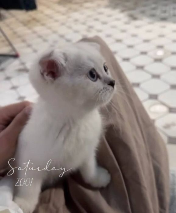 Котёнок Шотландский вислоухий