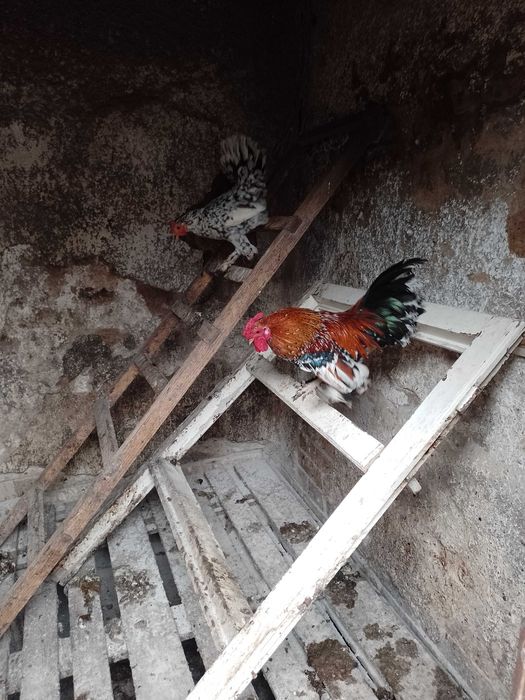 Vând cocoș american