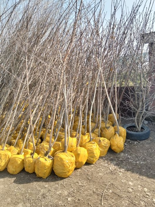 Карагачи, окс и с комом