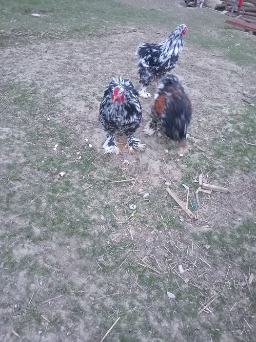 Cocoși  brahma  negru bobat