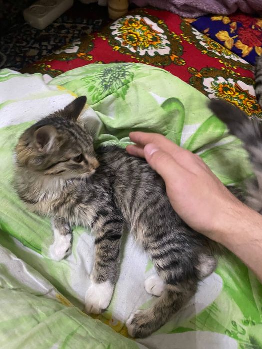 Mushuk tekinga bervoramiz