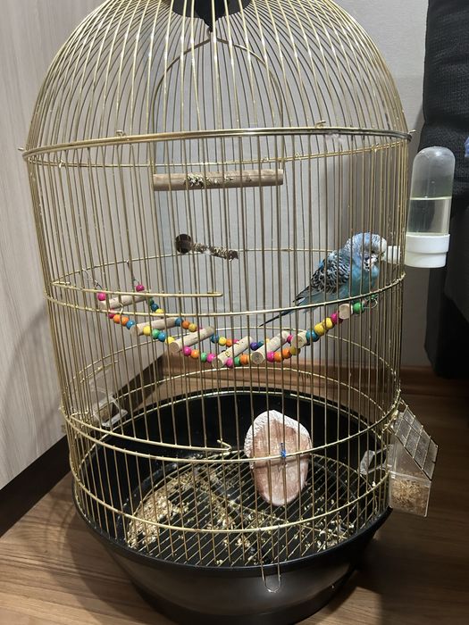 Продам волнистого попугая