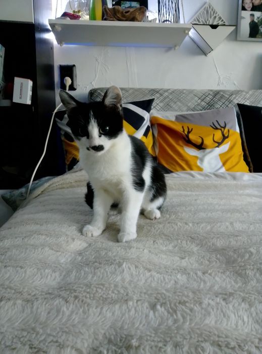 Котик Масик ищет маму