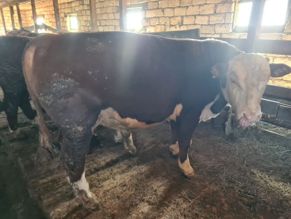 Бұқалар сатылады...