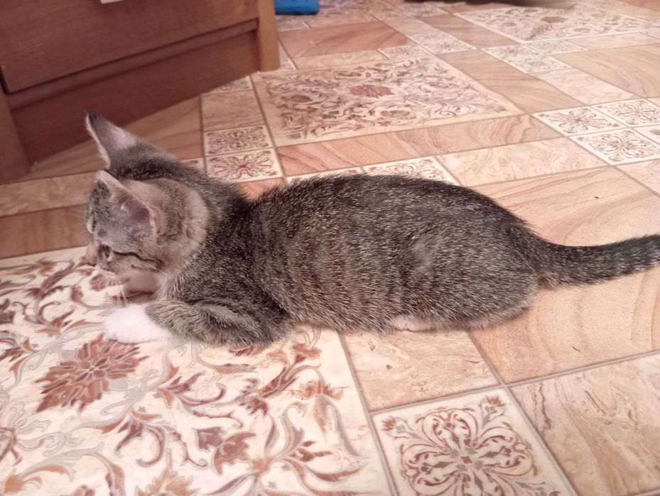Котёнок в добрые руки