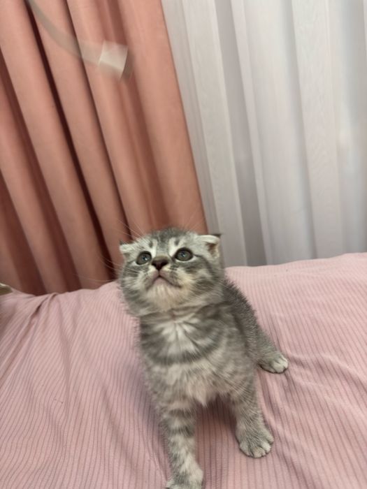 2oylik Sog’lom va aktiv Scottish Fold mushukcha sotiladi!