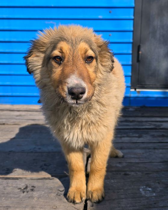 Собака щенок в добрые руки (3 месяца, девочка)