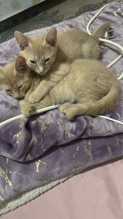 Отдам котят добрые руки