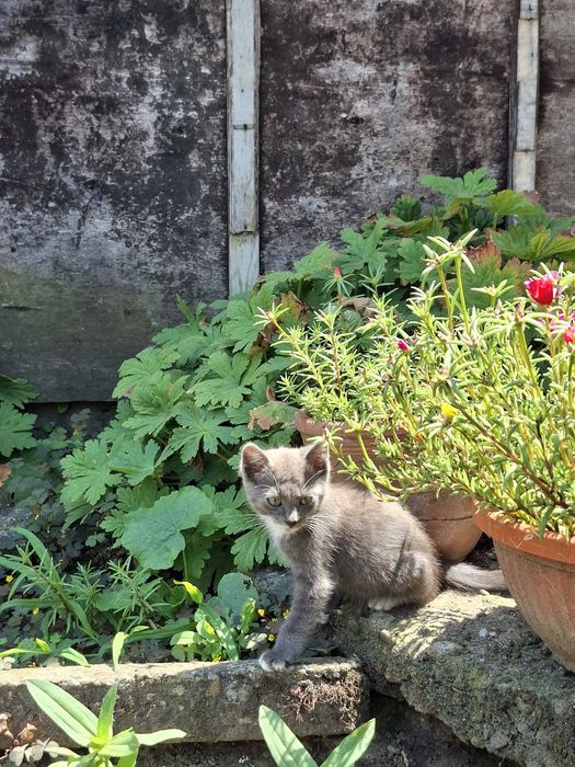 Подарявам котета