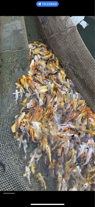 Коя валивый