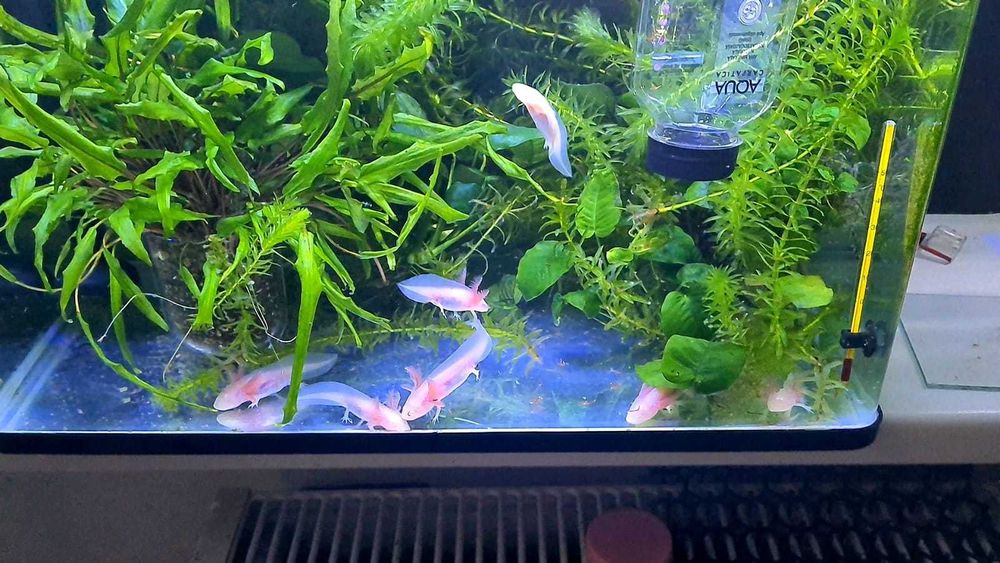 Vând pui AXOLOTL Albino – Salamandră Mexicană