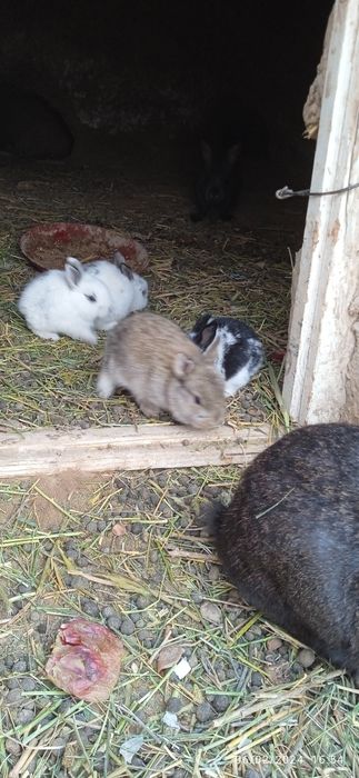 Қуйон сотилади 50 000дан