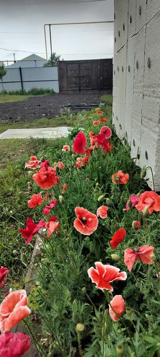 Семена декоративного мака Мак