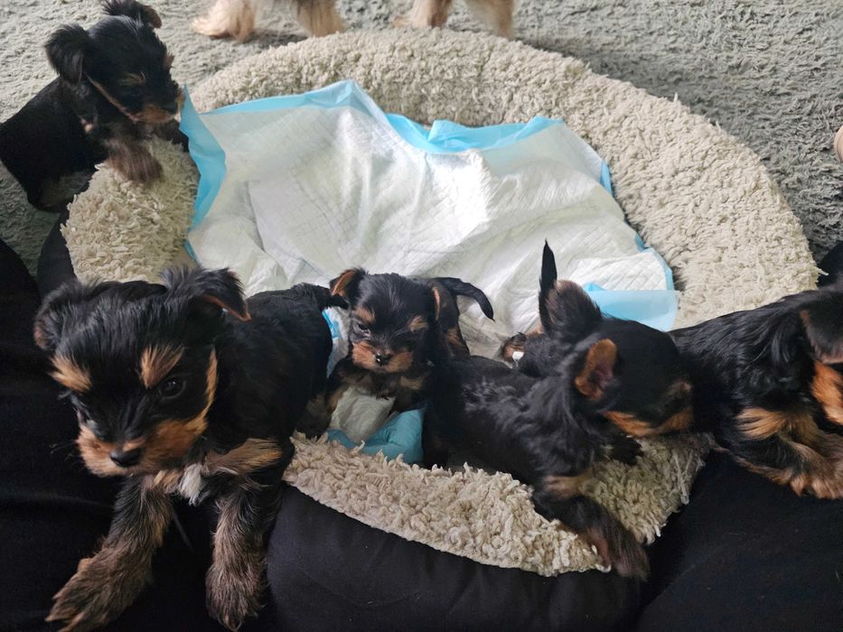 Мини Йоркширски Териер