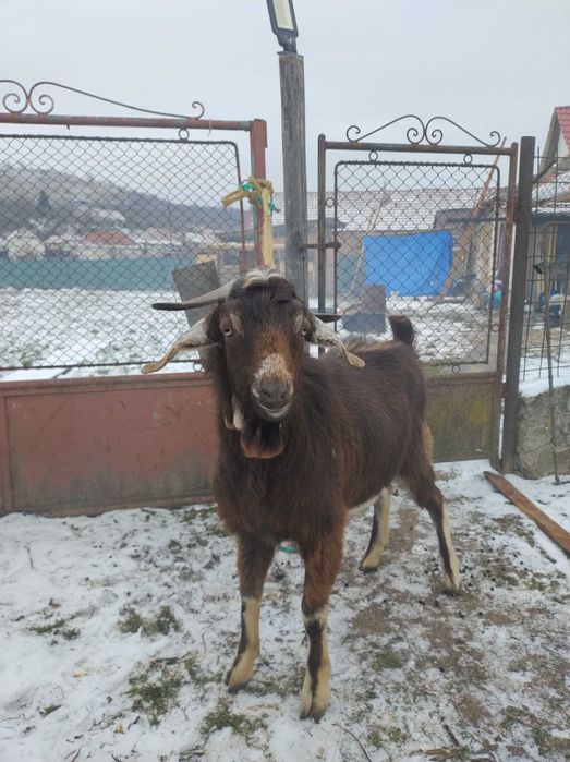 Vand capra Tap de 10 luni