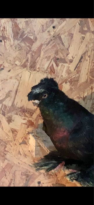 Голуби вольерные