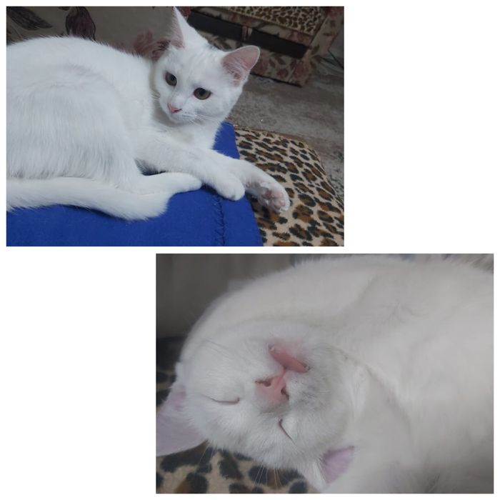 Ищу дом для двух кошечек