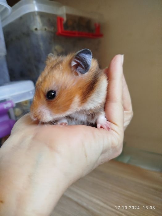 Хомячки домашние,ручные