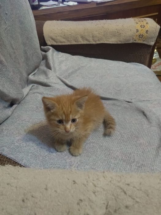 Рыжий котенок мальчик