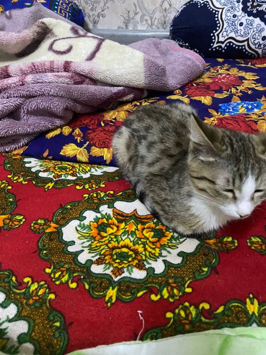 Mushuk tekinga bervoramiz