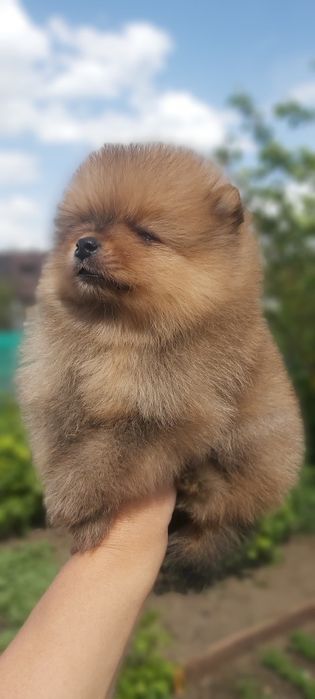Шпиц мальчик готов к переезду