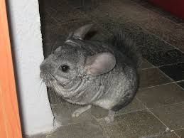 Chinchila,chinchilla,sinsila gri