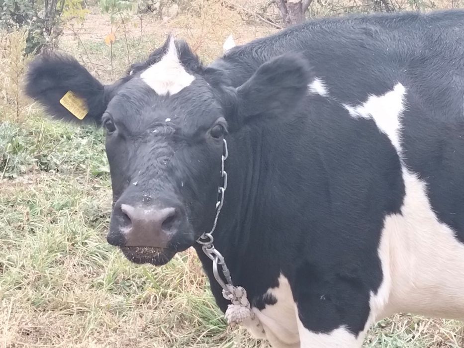 Продам корову молодая, молочная