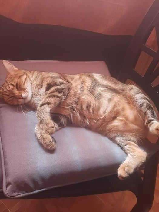 Разхождане на кучета, грижи и нощувки на домашни любимци в дом.условия