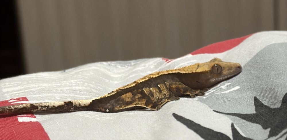 Геккон-бананоед договорная