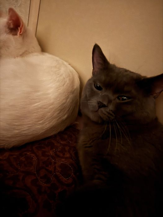 Кот, британец, ЛОРД