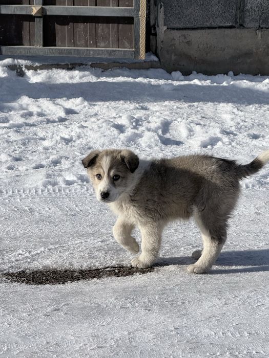 Ищем дом щенка!