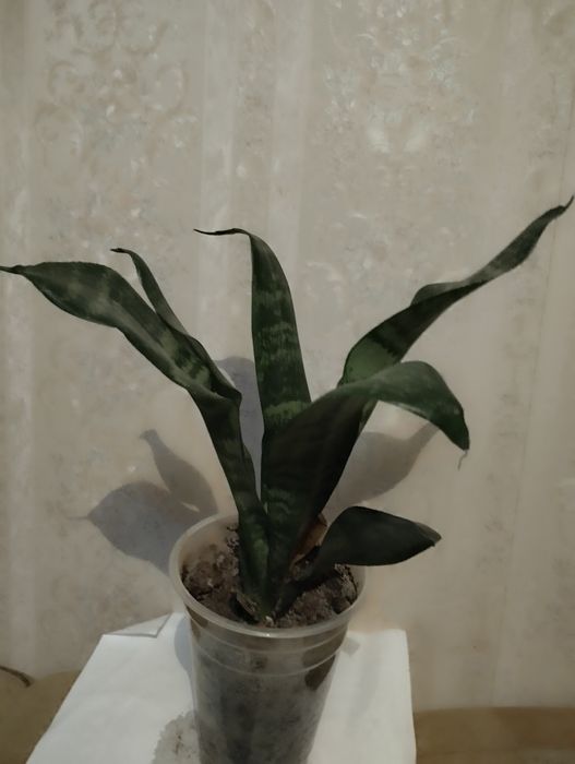 Сансевьерия, два вида .