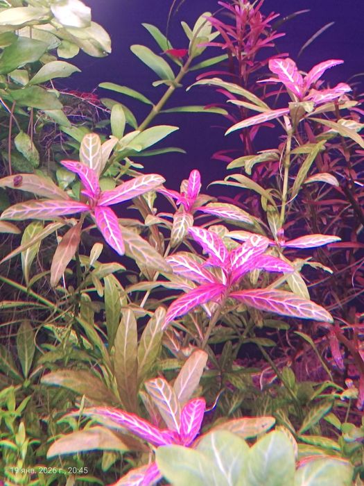 Растения для аквариума