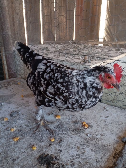 Vând o familie de liliputi 4 găini adulte și un cocos plus o găi.feoni